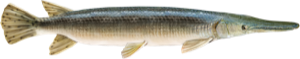 Alligator Gar die cut fishing decal