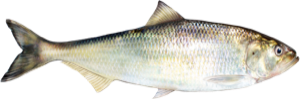 American Shad die cut fishing decal