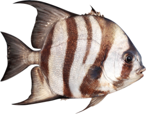 Angel Fish die cut fishing decal
