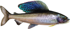 Artic Grayling die cut fishing decal