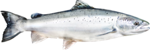 Atlantic Salmon die cut fishing decal