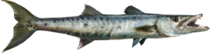 Barracuda die cut fishing decal