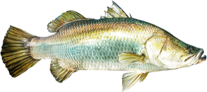 Barramundi die cut fishing decal