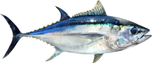 Bigeye Tuna die cut fishing decal