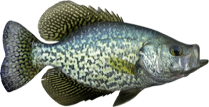 Black Crappie die cut fishing decal