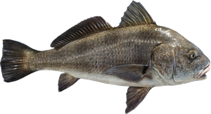 Black Drum die cut fishing decal