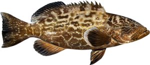 Black Grouper die cut fishing decal
