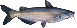 Blue Catfish die cut fishing decal