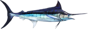 Blue Marlin die cut fishing decal