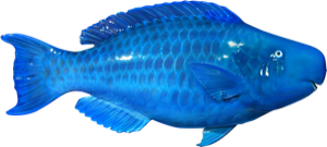 Blue Parrotfish die cut fishing decal