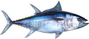 Bluefin Tuna die cut fishing decal