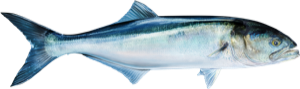 Bluefish die cut fishing decal