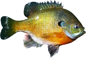 Bluegill die cut fishing decal