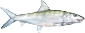 Bonefish die cut fishing decal