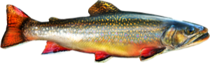 Brook Trout die cut fishing decal