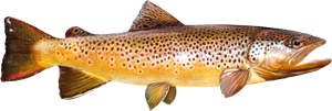 Brown Trout die cut fishing decal
