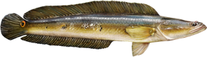 Bullseye Snakehead die cut fishing decal