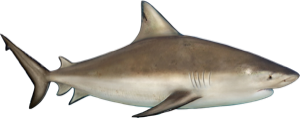 Bullshark die cut fishing decal