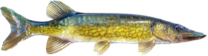 Chain Pickerel die cut fishing decal