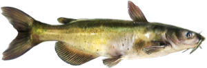 Channel Catfish die cut fishing decal