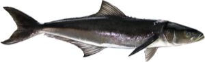 Cobia die cut fishing decal