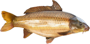 Common Carp die cut fishing decal