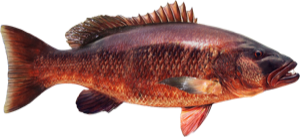 Cubera Snapper die cut fishing decal