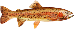Cutthroat Trout die cut fishing decal