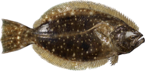 Flounder die cut fishing decal