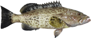Gag Grouper die cut fishing decal