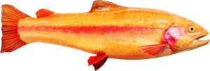 Golden Rainbow Trout die cut fishing decal