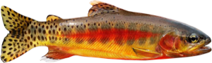 Golden Trout die cut fishing decal