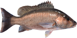 Gray Snapper die cut fishing decal