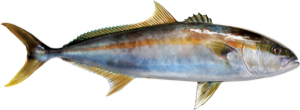 Greater Amberjack die cut fishing decal