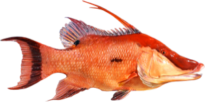 Hogfish die cut fishing decal