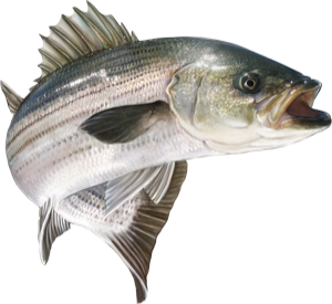 Jumping Striper die cut fishing decal