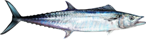 King Mackerel die cut fishing decal