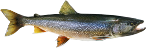 Lake Trout die cut fishing decal