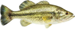Largemouth Bass die cut fishing decal