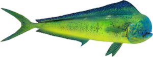 Mahi Mahi die cut fishing decal