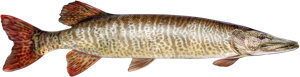 Muskellunge die cut fishing decal