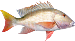 Mutton Snapper die cut fishing decal