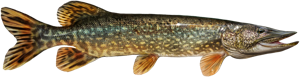 Northern Pike die cut fishing decal
