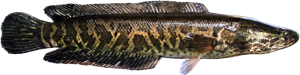 Northern Snakehead die cut fishing decal