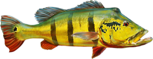 Peacock Bass die cut fishing decal