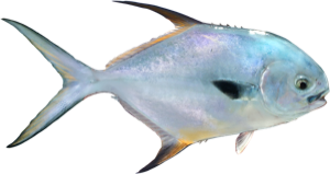 Permit Fish die cut fishing decal