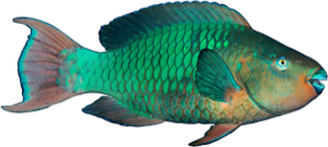 Rainbow Parrotfish die cut fishing decal