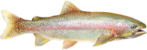 Rainbow Trout die cut fishing decal