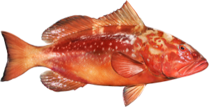 Red Grouper die cut fishing decal