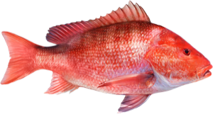 Red Snapper die cut fishing decal